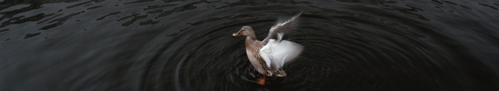 duck-c2